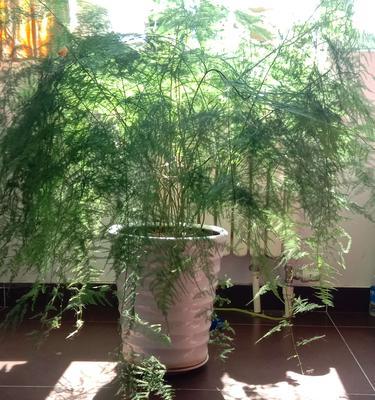 文竹开花预示着什么意思（解读文竹开花的象征与寓意）