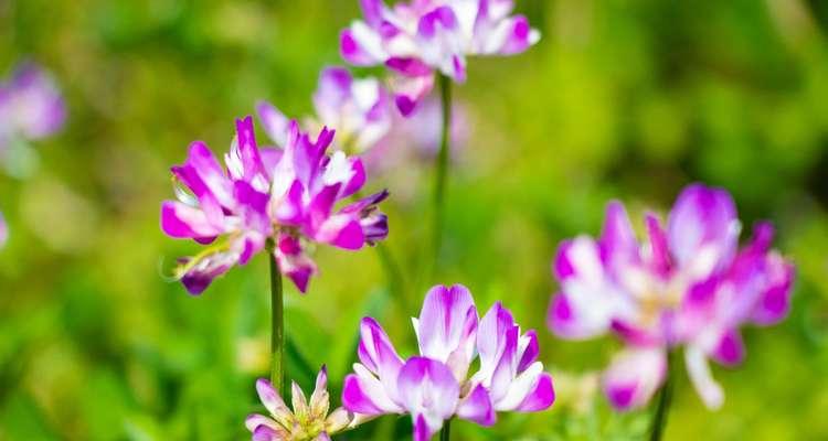 武竹花的花语与象征意义（探索武竹花的深层意涵与美丽寓意）