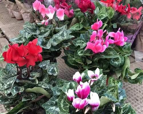 以仙鹤来花——寓意与象征（仙鹤盛放）