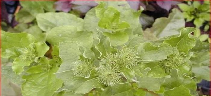 探秘鼠见愁，这种神奇植物到底有何妙用（独特外貌下的惊人功效）