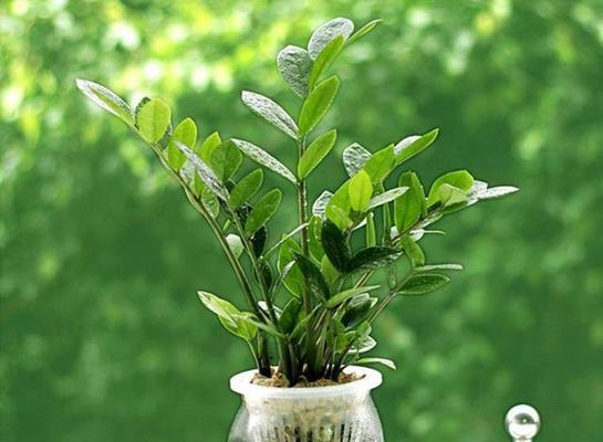 猴年旺财，这些植物不能错过（属猴人必看）
