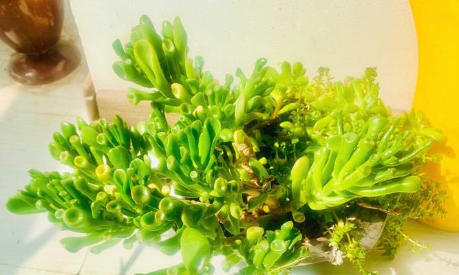 植物中的自由精神（以象征独立自由的植物为主题的探索与思考）