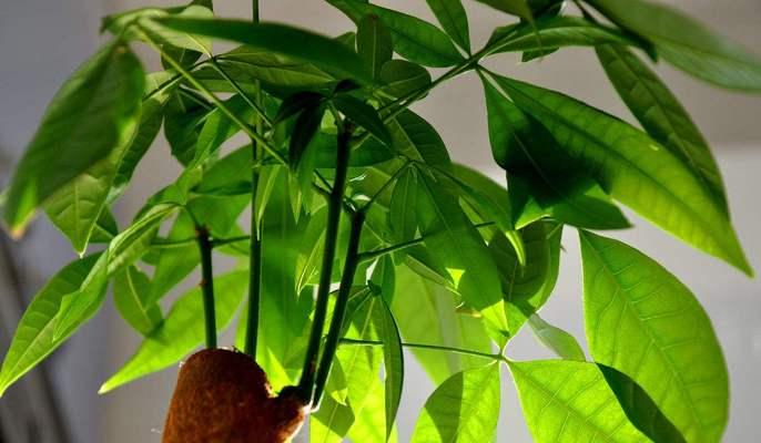 属虎的人适合养什么花（探秘属虎者的幸运花之道）