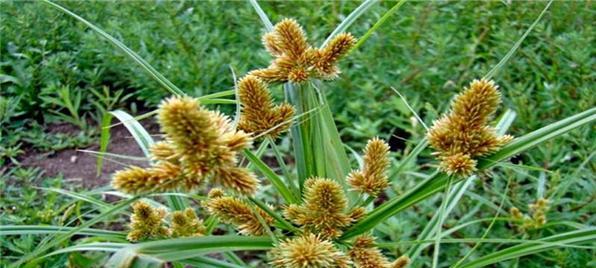 以象征精神的植物为主题的文章（探寻植物中的意象）