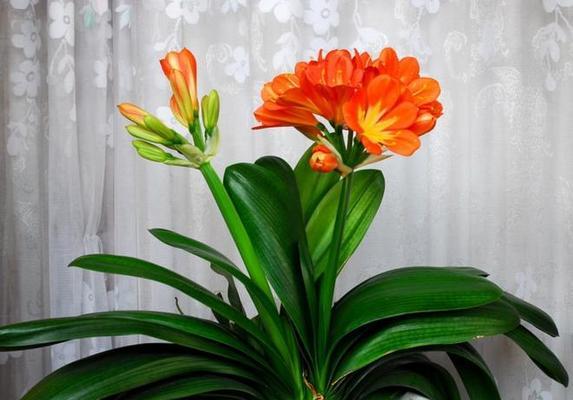 属马人适合养什么花？15种花卉推荐