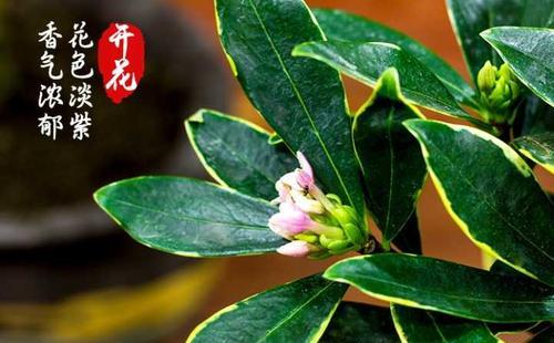 代表清新廉洁的花有哪些？廉洁自律