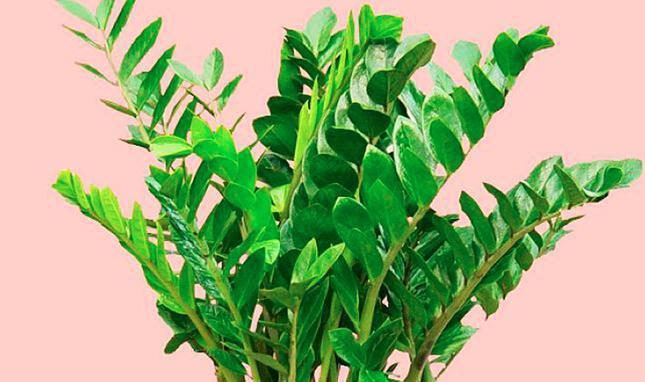 属蛇种适合的植物怎样选择？为你的爬虫宠物提供合适的栖息地