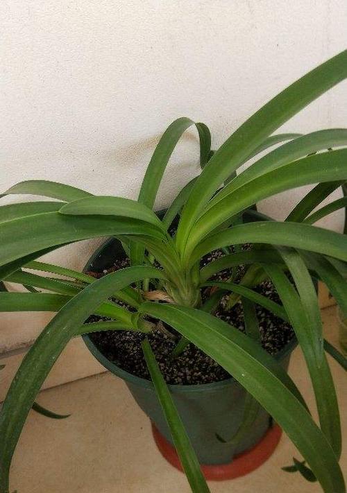 植物中的善心之花有哪些？以象征助人为乐的植物品种及其意义