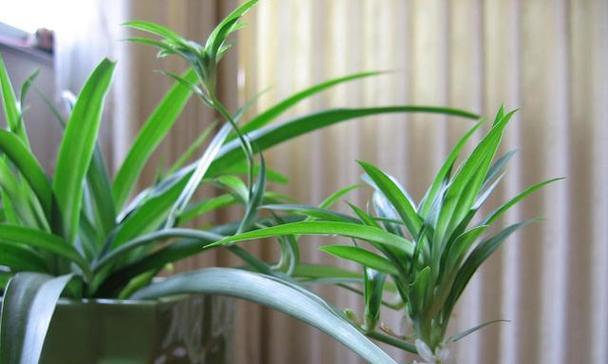 怎样寻找最适合属猪女的10种花？属猪女之花——打造属于你的花园