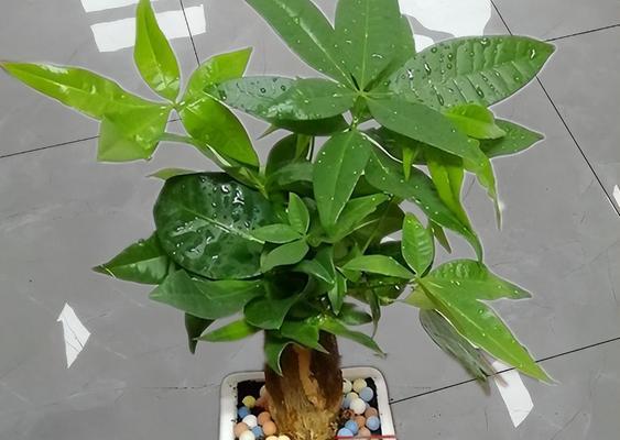 如何选购适合树苗生长的肥料？树苗肥料的选择