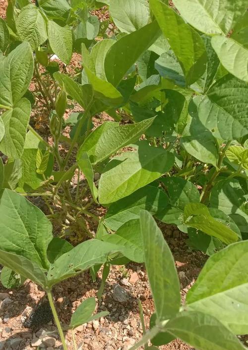 树叶灰为什么可做肥料？树叶灰的制作方法