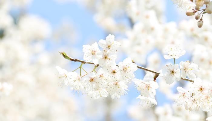 樱桃花（樱桃花花语及相关传说）