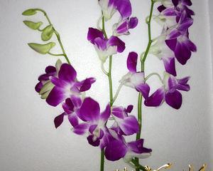 紫色泰国洋兰的花语与美丽意涵（紫色洋兰）