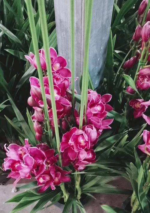 蕙兰花的花语与寓意（美丽高雅的蕙兰花）