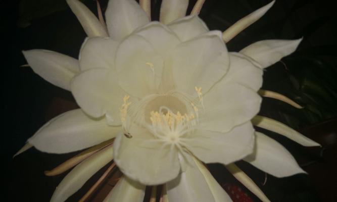 昙花奇葩，含苞待放的花语（昙花）