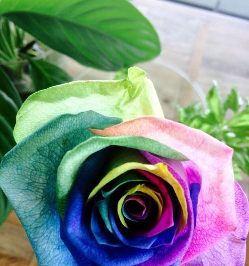 花语大揭秘——每个花代表的含义（深入了解花的语言）