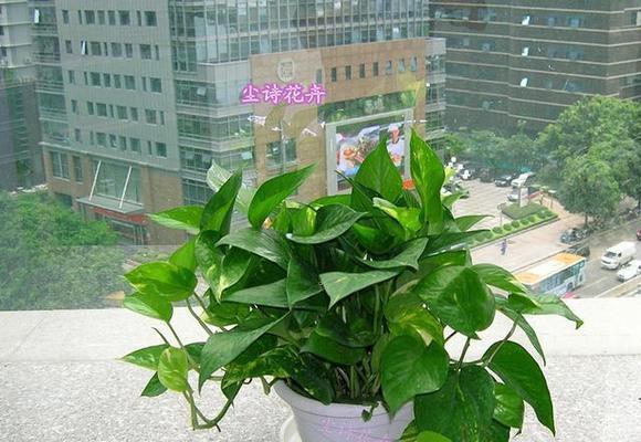 绿萝（揭示绿萝的寓意与传承其象征意义）