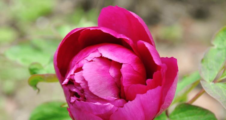 牡丹花（花开花落）