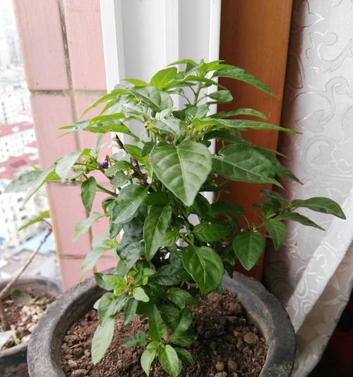 彩椒的生食可能性剖析（揭秘彩椒的食用方式及注意事项）