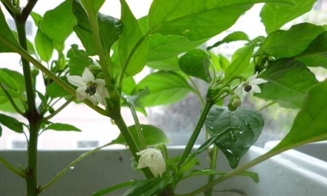 彩椒如何快速发芽（从选购到培育）