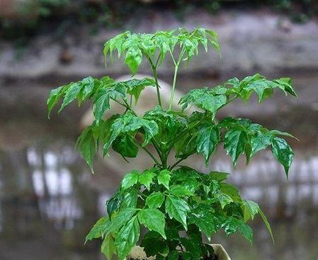 如何正确浇水养护菜豆树（菜豆树浇水技巧）
