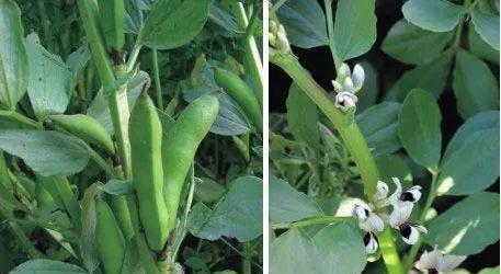 蚕豆的生长季节及上市时间（了解蚕豆的生长过程）