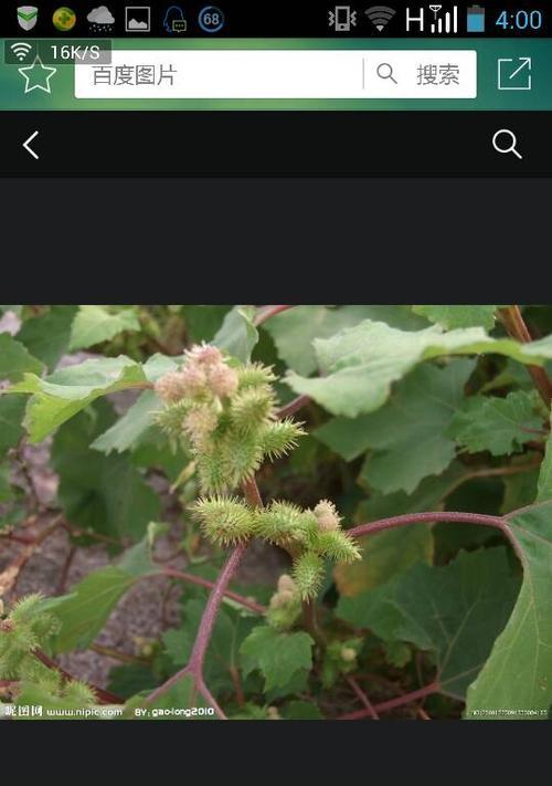 探秘神秘的沧耳（认识沧耳的生物学特征及其药用价值）