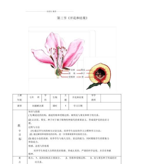 草花种子收集方法（从种子的选择到收集技巧）