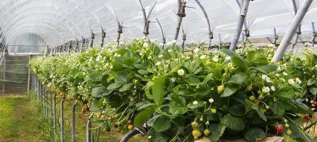 草莓生长环境条件及特点（探寻草莓栽培的诀窍）