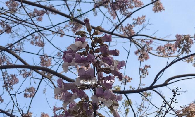 泡桐花的花语与寓意（探寻泡桐花的深意）