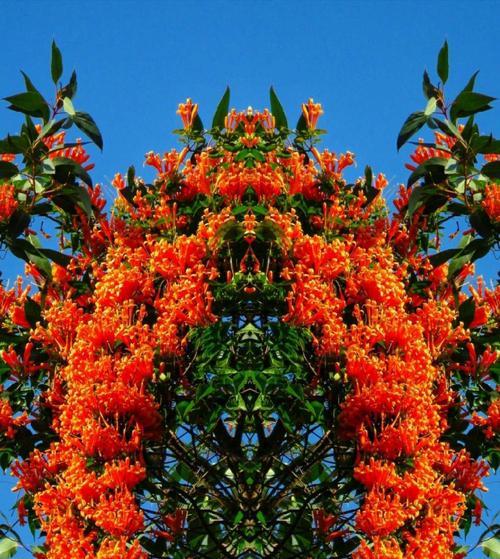 炮仗花花语（传承中国传统文化的喜庆之花）