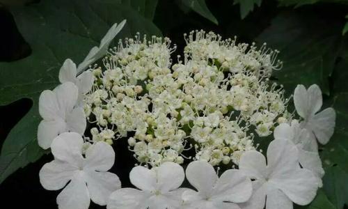 以琼花的花语与寓意（唯美的以琼花之语）