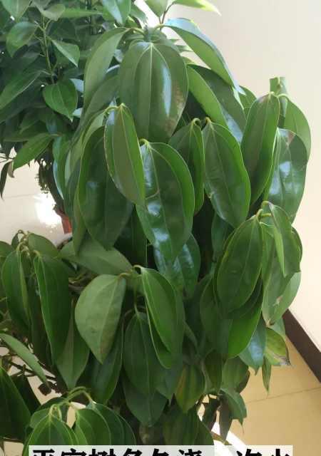 如何正确浇水红边椒草（红边椒草浇水频率）
