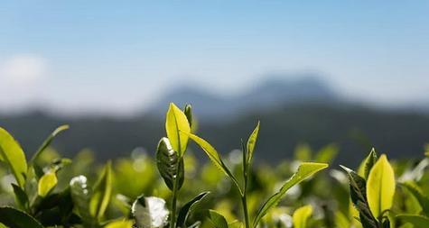 全球红茶产地推荐（探寻哪里的红茶最好）