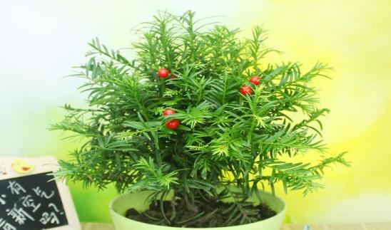 红豆杉花的养殖方法和注意事项（打造美丽盆栽）