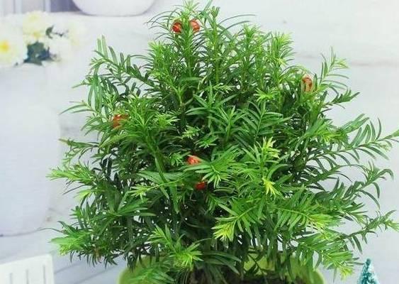 红豆杉浇水的正确方法（如何确保红豆杉健康生长）