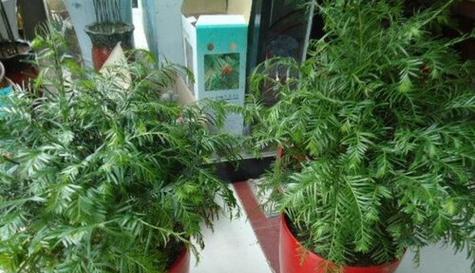 红豆杉浇水的正确方法（如何确保红豆杉健康生长）