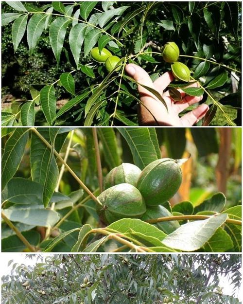 碧根果一棵能结果吗？碧根果的种植方法和结果情况是什么？