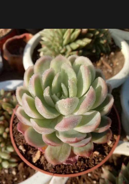 贝瑞多肉的养殖方法和注意事项是什么？贝瑞多肉的养殖技巧是什么？