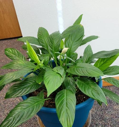 白掌怎么养才能开花多？白掌的促花技巧是什么？