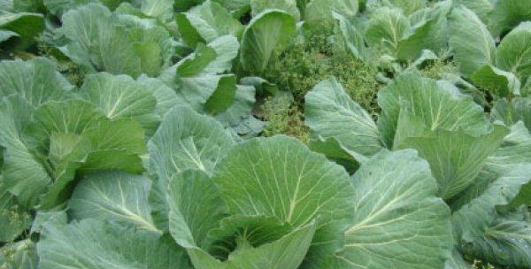 包菜什么时候播种最好？包菜的最佳播种时间是什么？