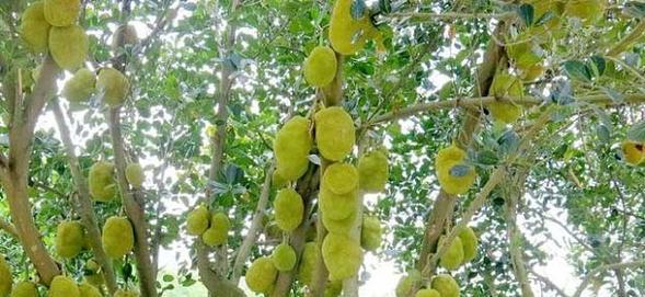 菠萝蜜适合什么地方种植？菠萝蜜的种植环境要求是什么？