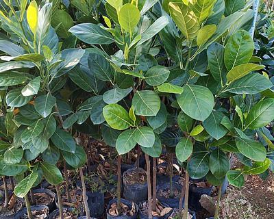菠萝蜜适合什么地方种植？菠萝蜜的种植环境要求是什么？
