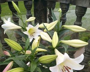 百合花几天浇一次水？百合花的浇水频率是什么？