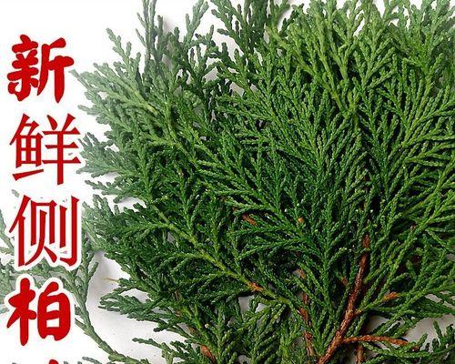 柏树的叶子像什么？柏树的叶子形状和特点是什么？