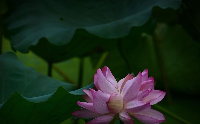 并蹄莲的花语是什么？并蹄莲的寓意是什么？