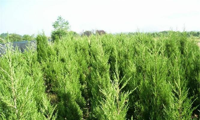 柏树的生长环境及生长地方条件是什么？柏树的种植环境要求是什么？
