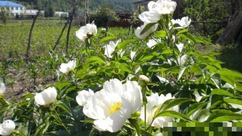 白芍怎么种植？白芍的种植技术和管理方法是什么？