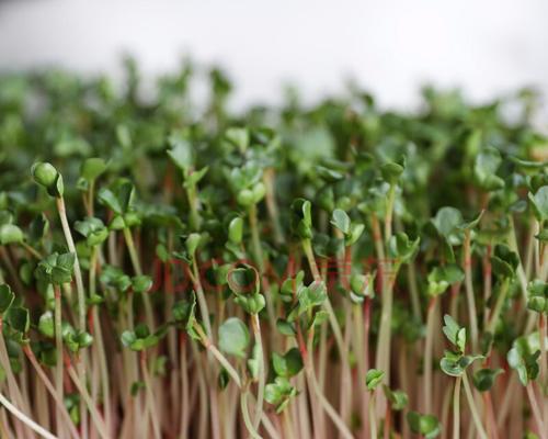 2月份适合种什么菜？2月份适合种植的蔬菜种类是什么？