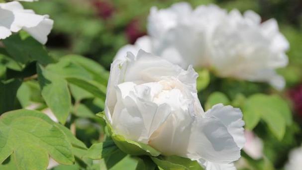 白牡丹花的寓意和象征是什么？白牡丹花的寓意是什么？